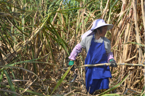 大饴芙古法红糖  云南省甘蔗研究所定义行业新标准