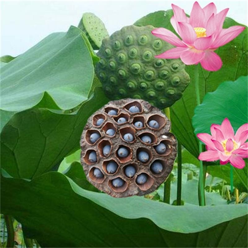 Black Iron Shell Lotus Seeds