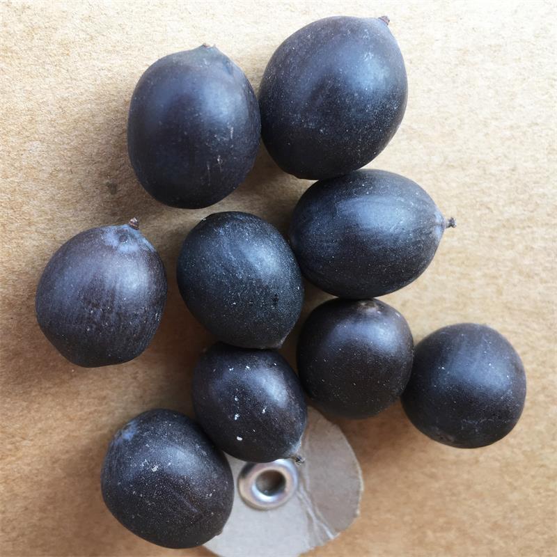 Black Iron Shell Lotus Seeds