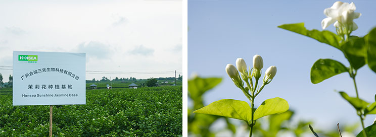 茉莉花种植基地